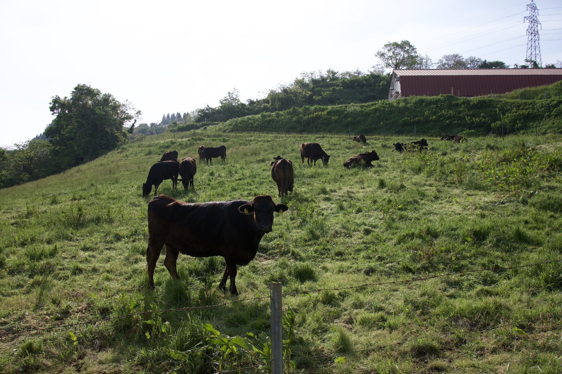 Hello, cow, look at you~