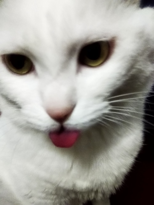 2022年我猫